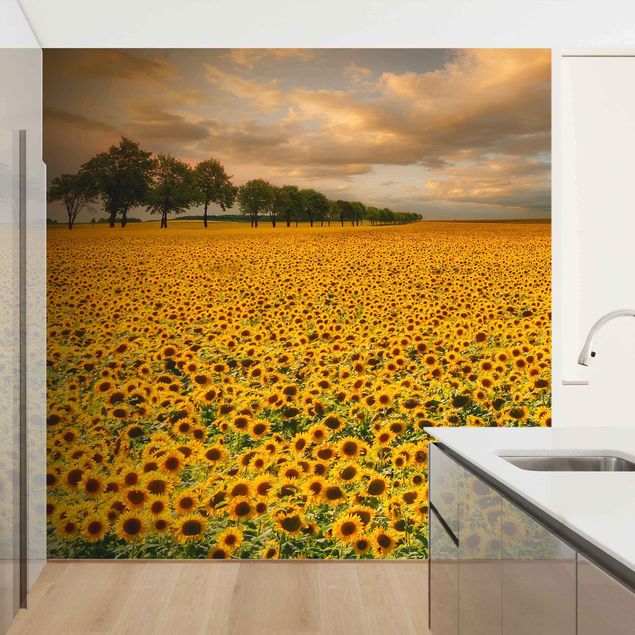 Tapeter modernt Field With Sunflowers