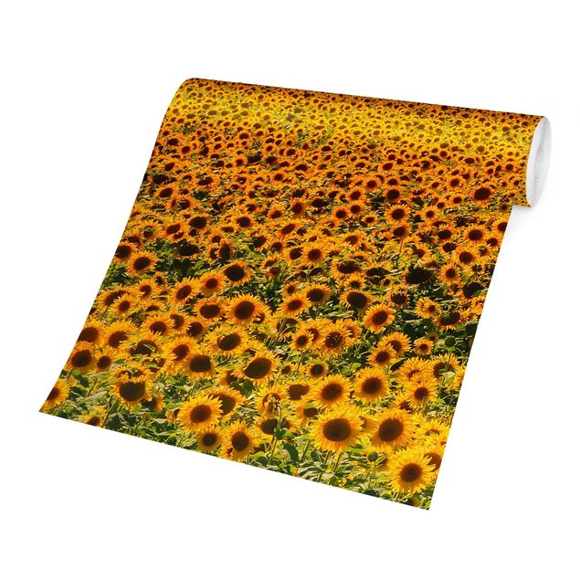 Fototapeter landskap Field With Sunflowers