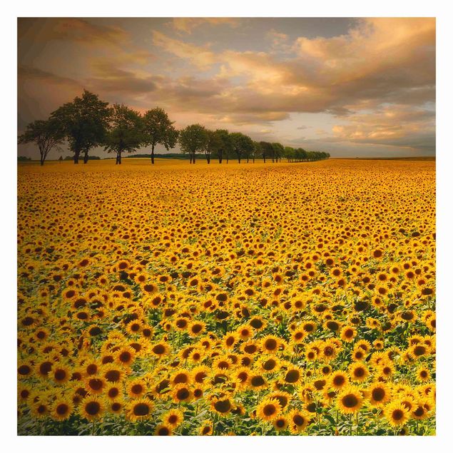 Fototapeter Gul Field With Sunflowers