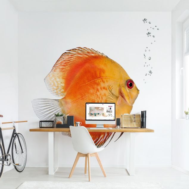 Fototapeter fisk Fire Red Discus fish