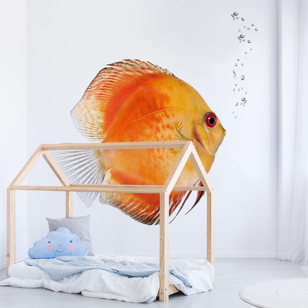 Tapeter modernt Fire Red Discus fish
