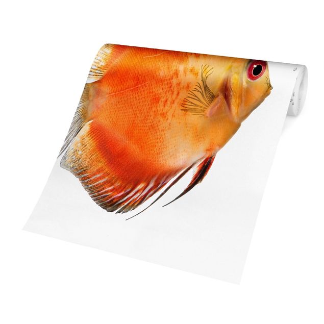 Tapeter Fire Red Discus fish