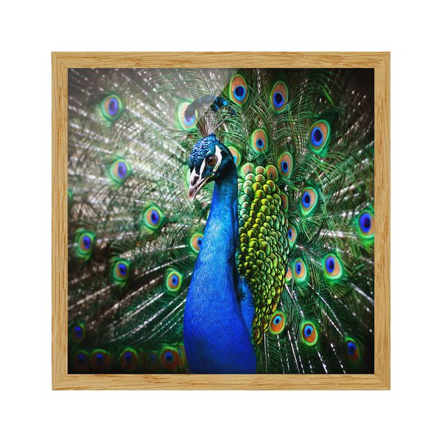 Tavlor modernt Noble Peacock