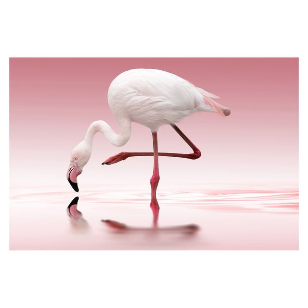 Fototapeter rosa Flamingo Dance