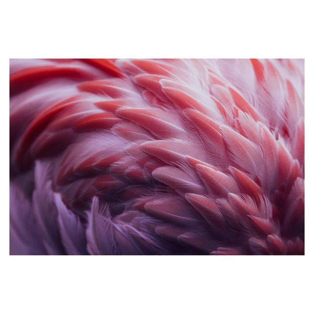 Fototapeter djur Flamingo Feathers Close-Up
