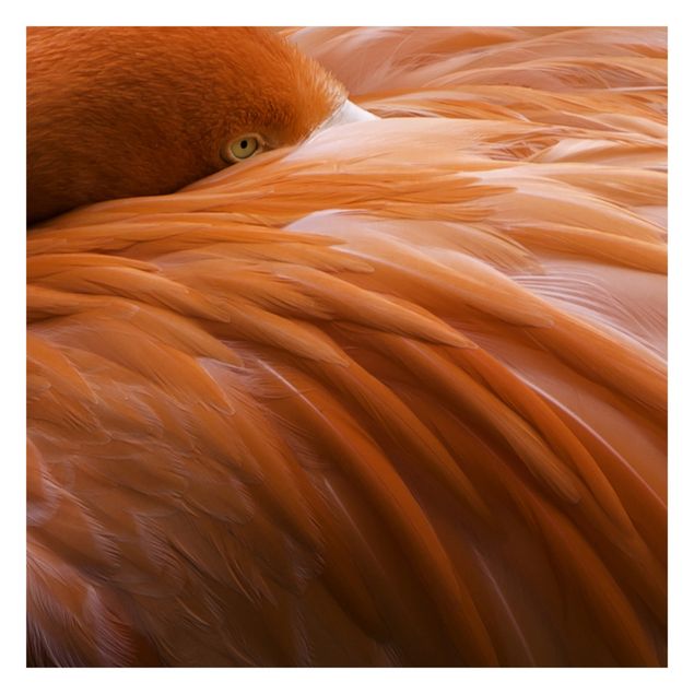Fototapeter rosa Flamingo Feathers