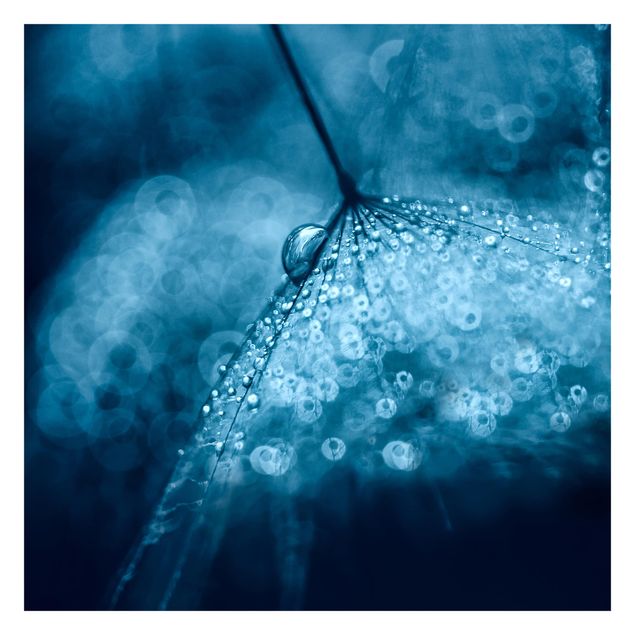 Tapeter Blue Dandelion In The Rain