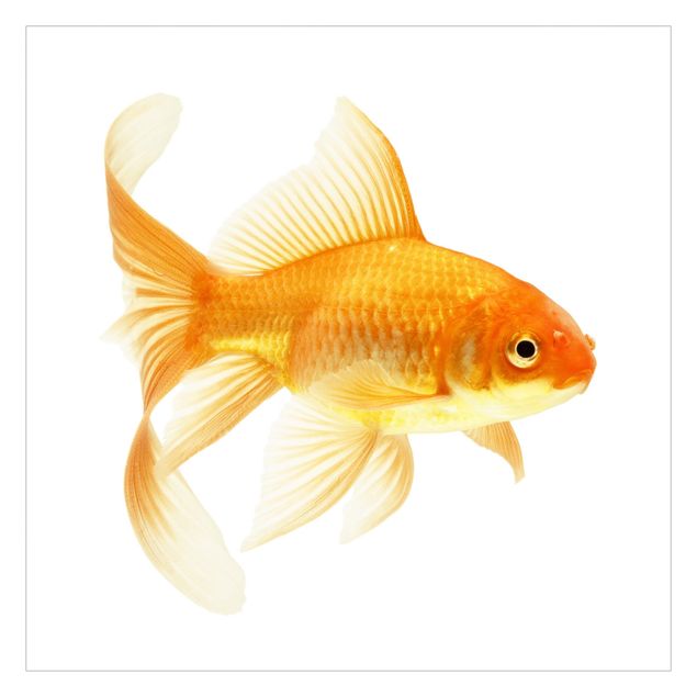 Tapeter Ms Goldfish