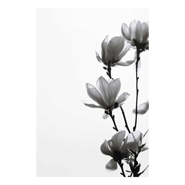 Tavlor svart och vitt Herald Of Spring Magnolia Black And White