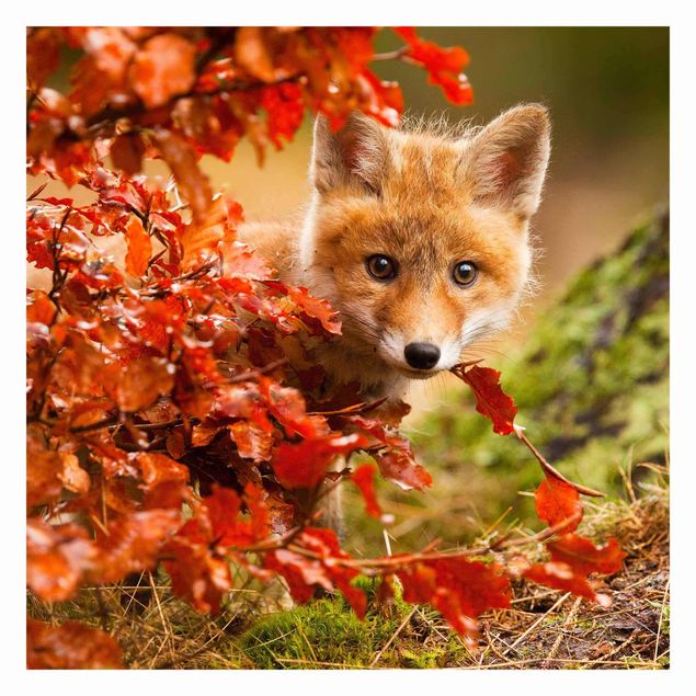 Tapeter Fox In Autumn