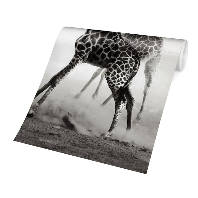 Fototapeter svart och vitt Giraffe Hunt