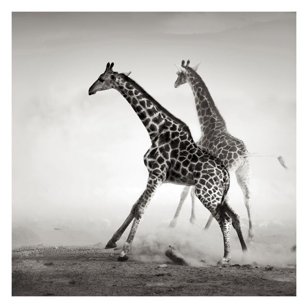Fototapeter djur Giraffe Hunt