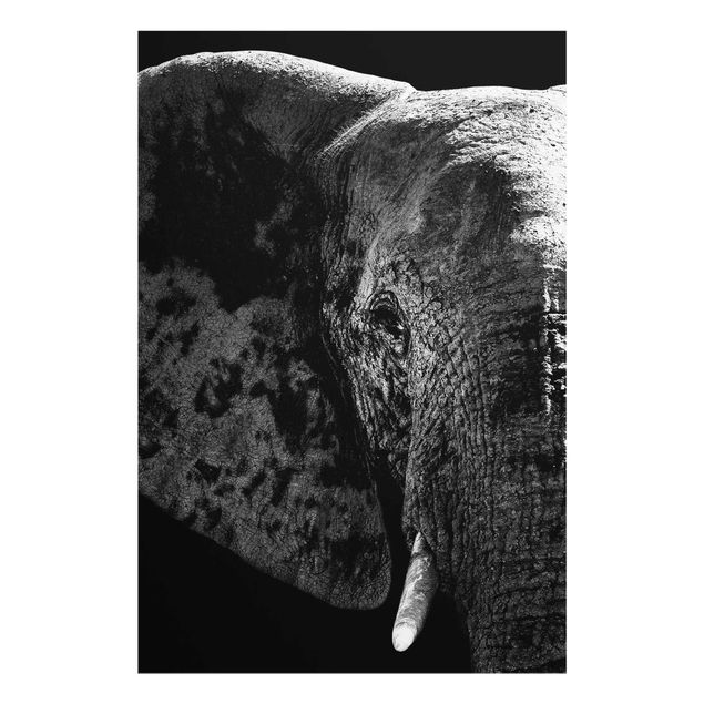 Tavlor Afrika African Elephant black & white