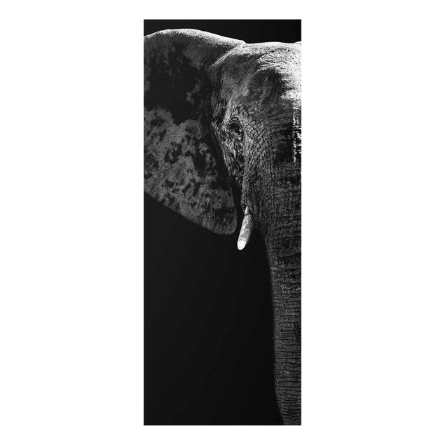 Tavlor Afrika African Elephant black & white