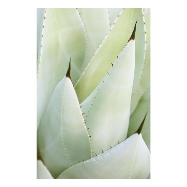 Tavlor grön Aloe