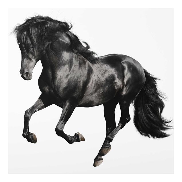 Tavlor svart och vitt Arabian Stallion