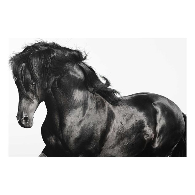 Tavlor svart och vitt Arabian Stallion
