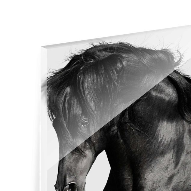 Magnettafel Glas Arabian Stallion