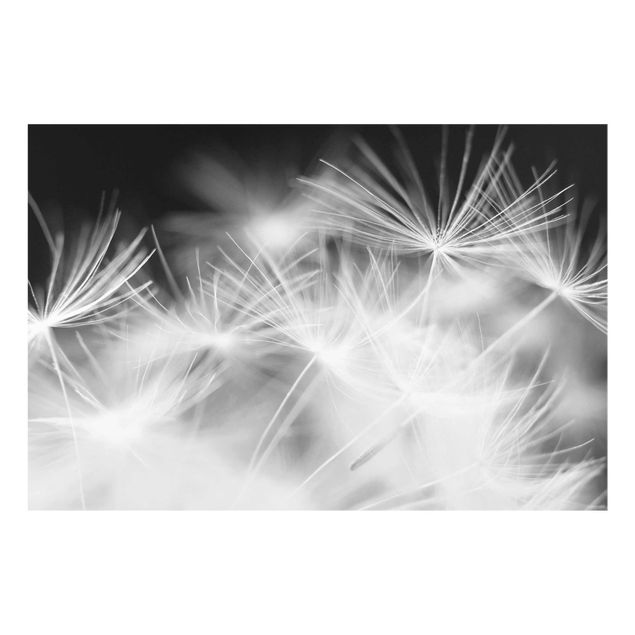 Glastavlor svart och vitt Moving Dandelions Close Up On Black Background