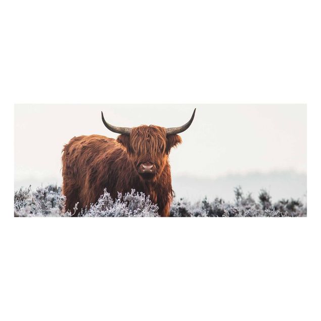 Tavlor Bison In The Highlands