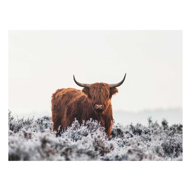 Tavlor Bison In The Highlands