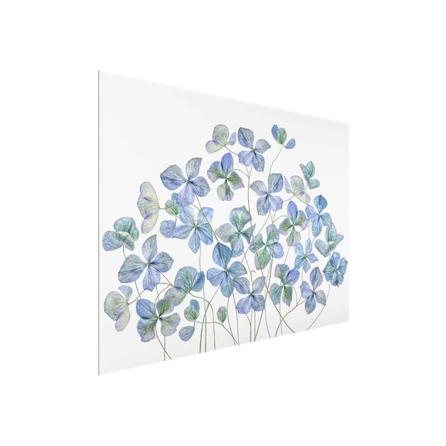 Tavlor blommor  Blue Hydrangea Flowers
