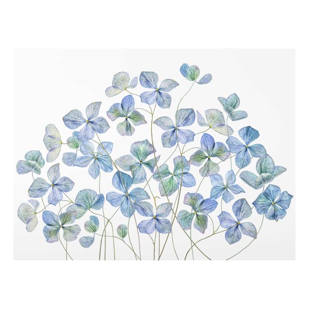Tavlor blå Blue Hydrangea Flowers
