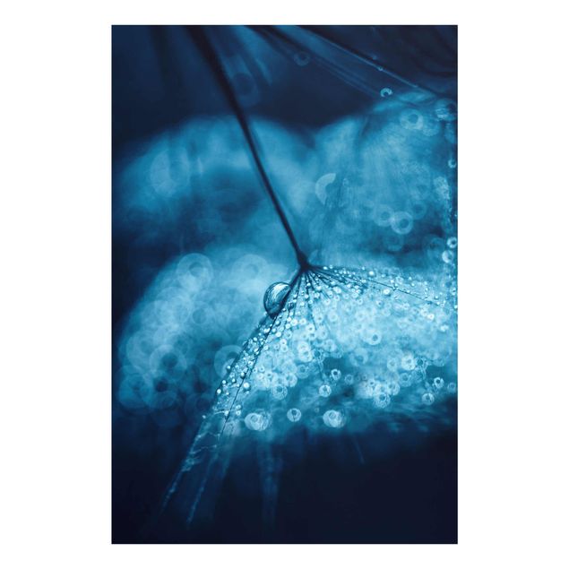 Tavlor blommor  Blue Dandelion In The Rain