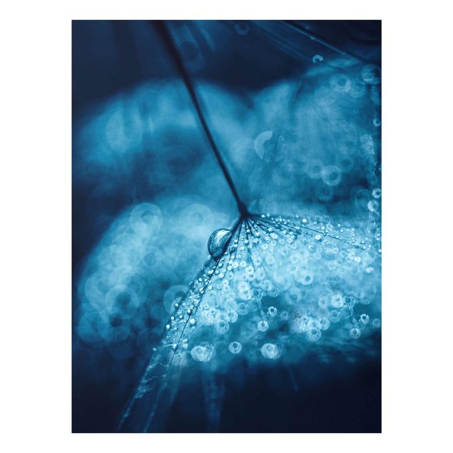 Tavlor blommor  Blue Dandelion In The Rain