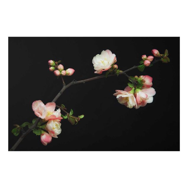 Tavlor Blossoming Branch Apple Tree