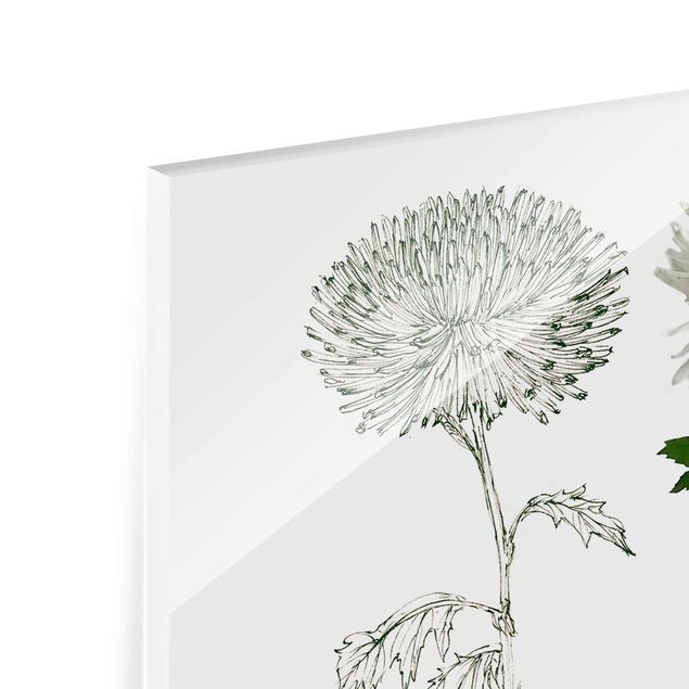 Glas Magnettavla Botanical Watercolour - Dandelion