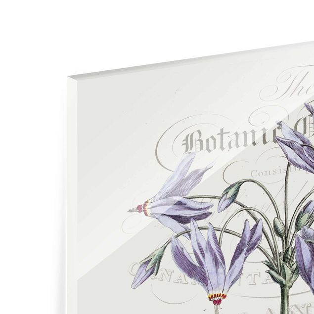 Glasbild - Botanisches Tableau - Götterblume - Hochformat 3:2