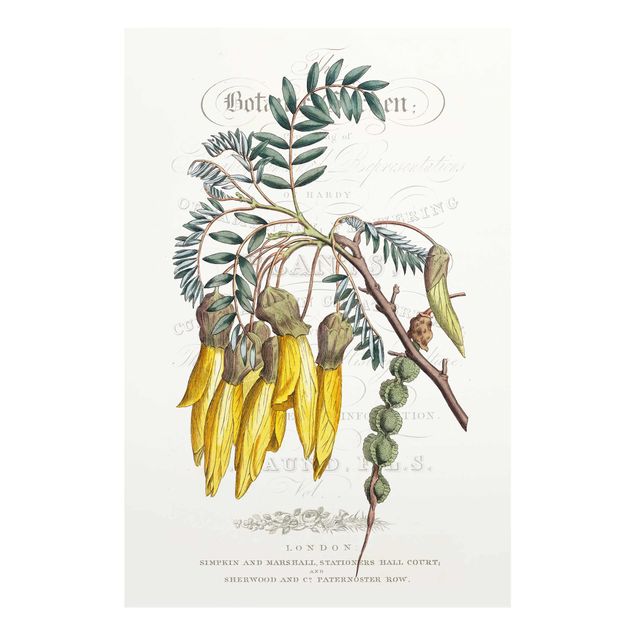 Tavlor Botanical Tableau - Schnurbaum
