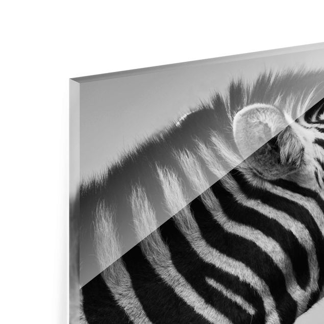 Magnettafel Glas Roaring Zebra ll