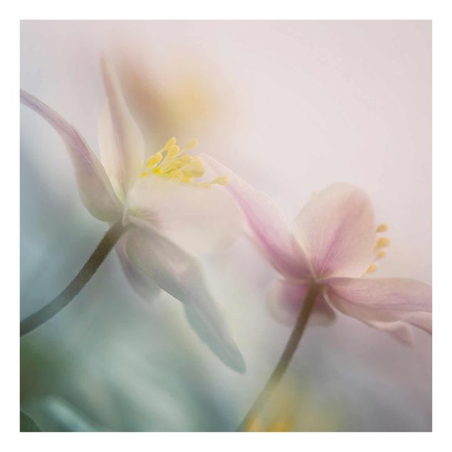 Tavlor lila Wood anemone