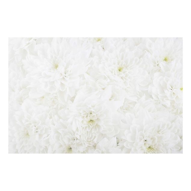 Tavlor blommor  Dahlias Sea Of Flowers White