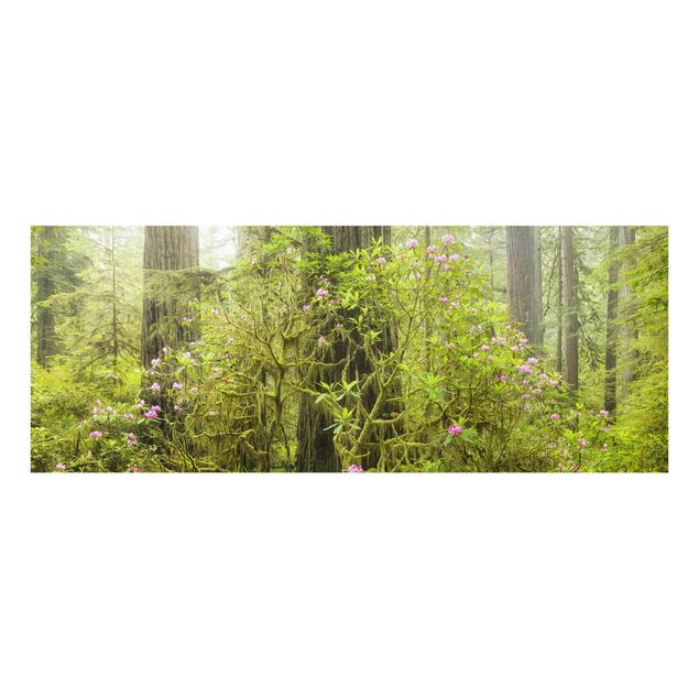 Tavlor natur Del Norte Coast Redwoods State Park California