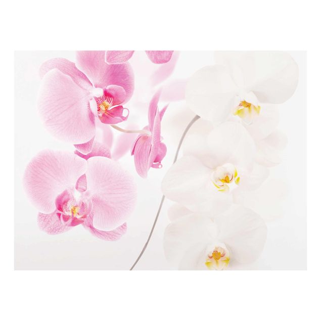 Glastavlor blommor  Delicate Orchids