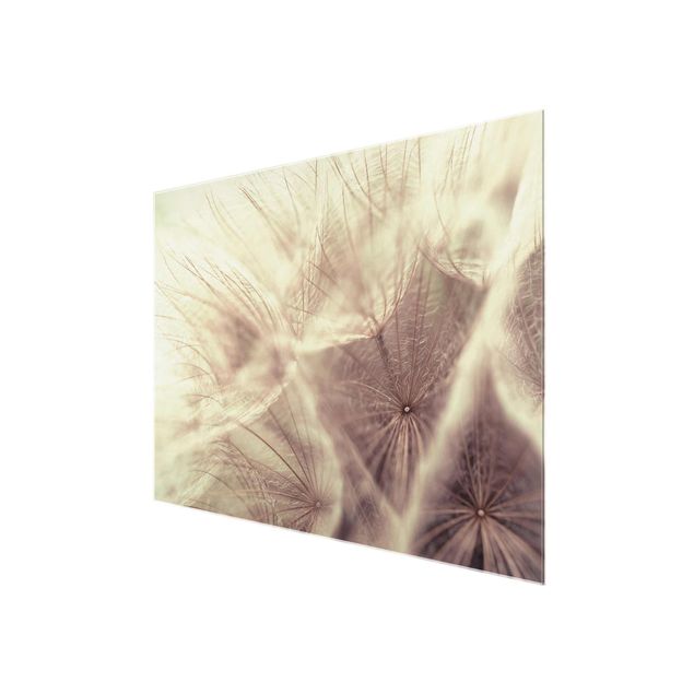 Tavlor Detailed Dandelion Macro Shot With Vintage Blur Effect