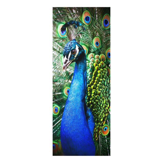 Tavlor blå Noble Peacock