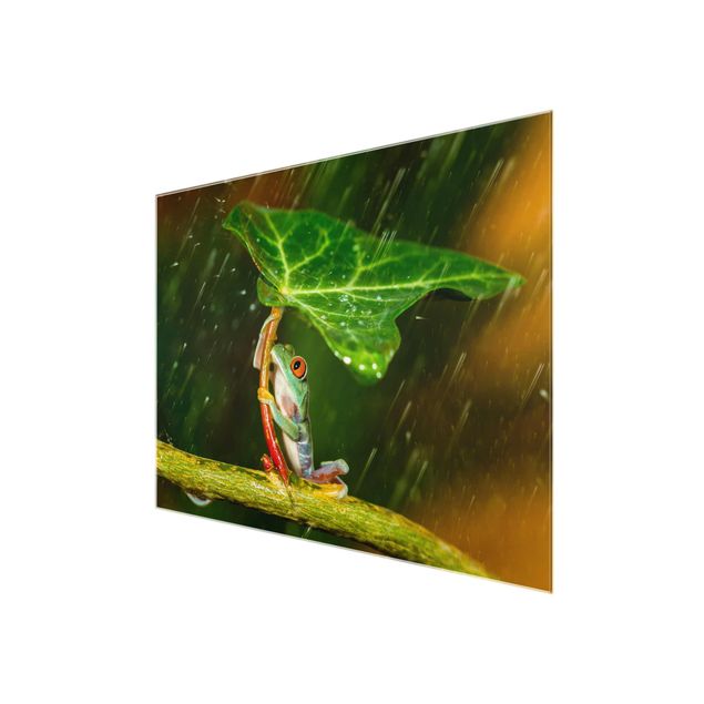 Tavlor Frog In The Rain