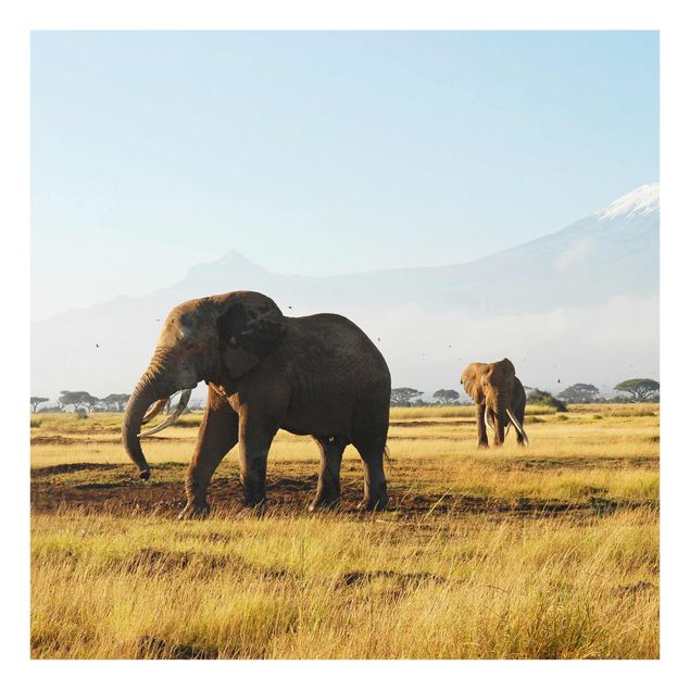 Glastavlor djur Elephants In Front Of The Kilimanjaro In Kenya