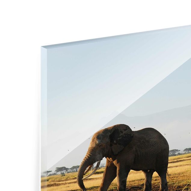 Glas Magnettavla Elephants In Front Of The Kilimanjaro In Kenya