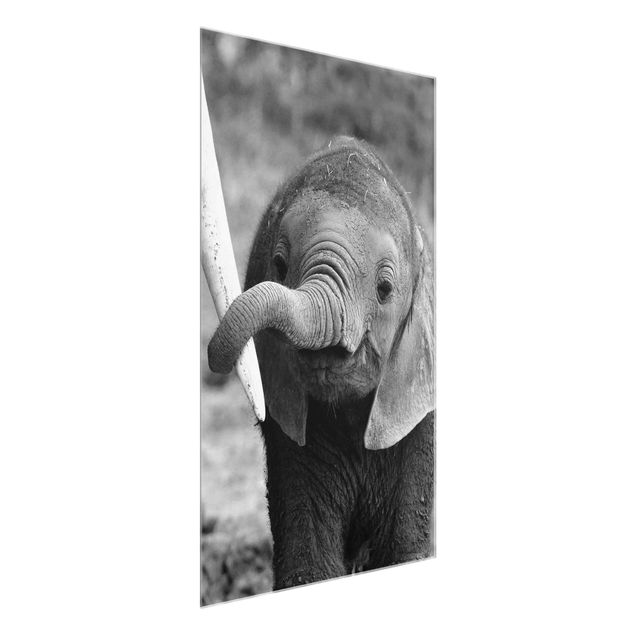 Glastavlor djur Baby Elephant
