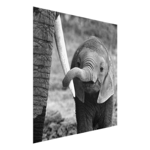 Glastavlor djur Baby Elephant