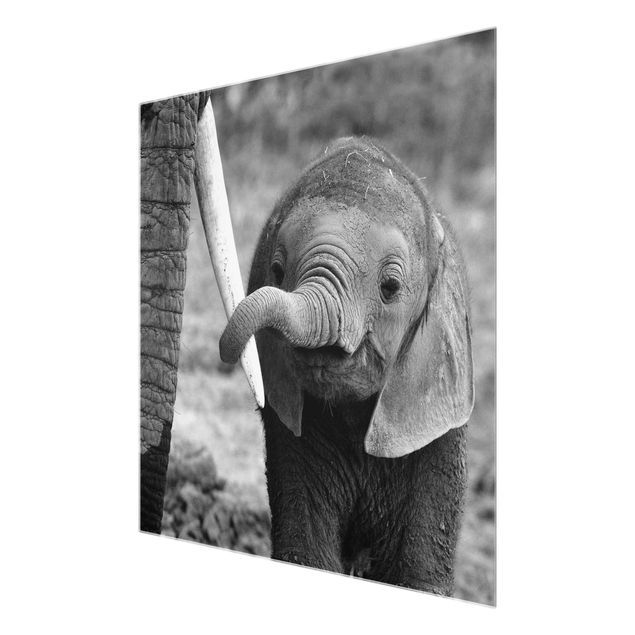 Tavlor svart och vitt Baby Elephant