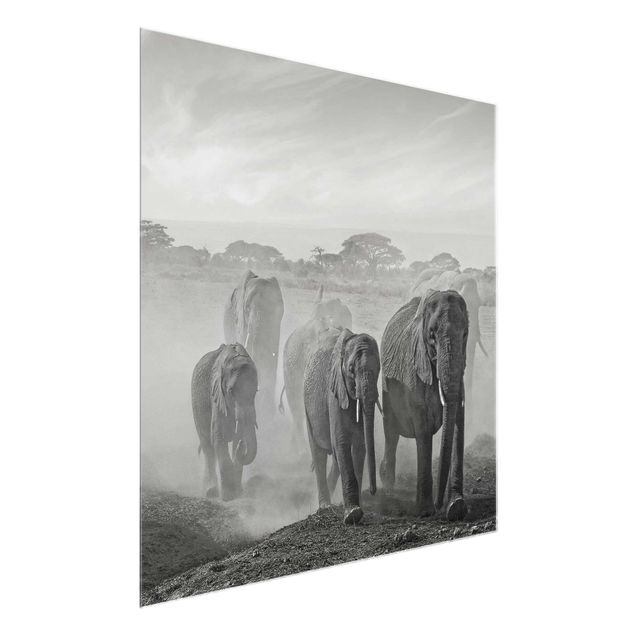 Glastavlor svart och vitt Herd Of Elephants