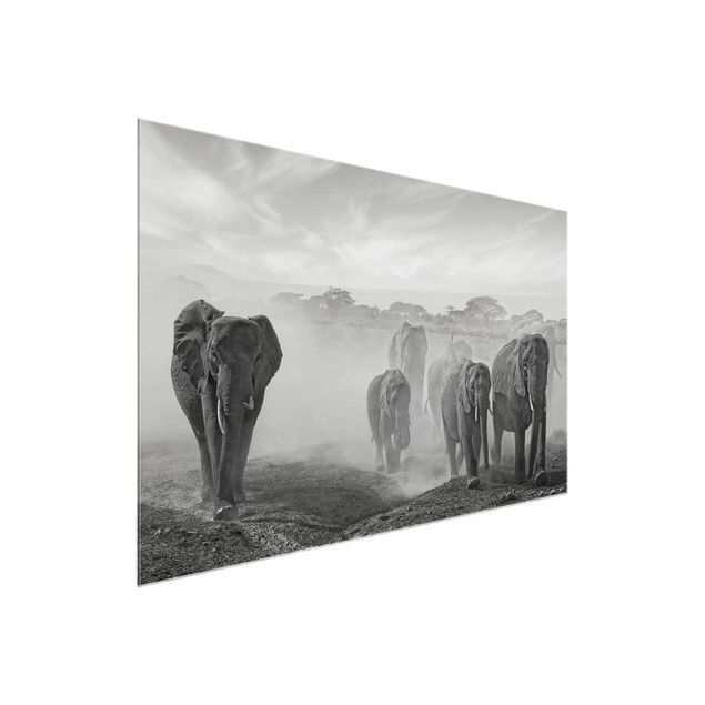Glastavlor svart och vitt Herd Of Elephants