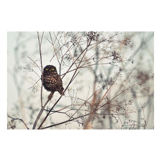 Tavlor Owl In The Winter