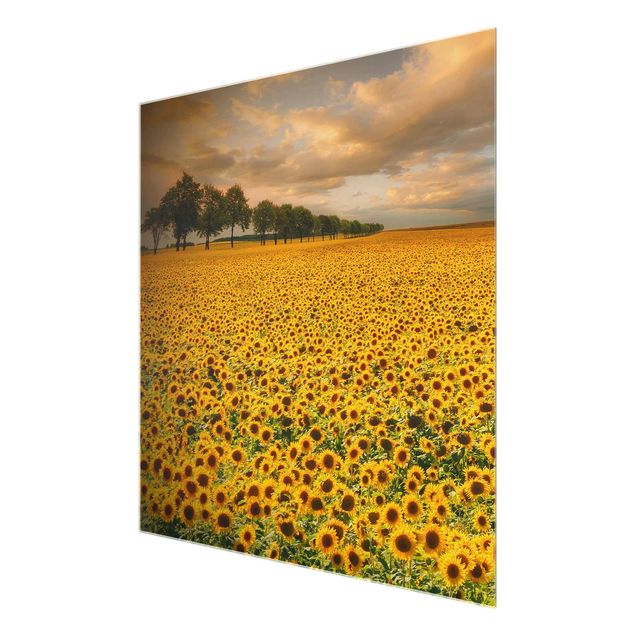 Tavlor blommor  Field With Sunflowers